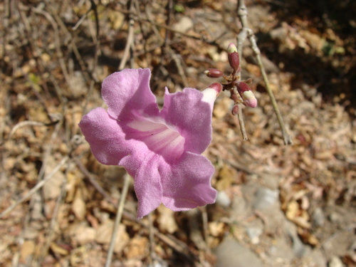 Image of Fridericia chica by (c) Alexis López Hernández, some rights reserved (CC BY)