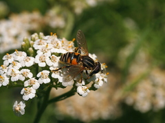 Mesembrius peregrinus