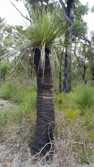 Xanthorrhoea platyphylla
