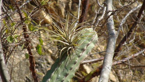 Tillandsia concolor, photograph 6