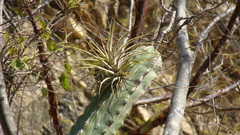 Tillandsia concolor, photograph (c) Alexis López Hernández, some rights reserved (CC BY)