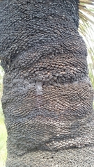 Xanthorrhoea platyphylla