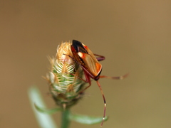 Adelphocoris vandalicus