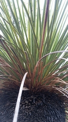 Xanthorrhoea platyphylla