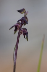 Genoplesium tasmanicum