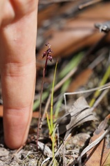 Genoplesium tasmanicum