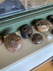 Powelliphanta