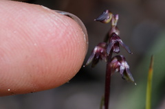 Genoplesium tasmanicum