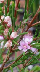 Hypocalymma strictum