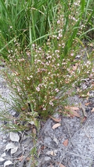 Hypocalymma strictum