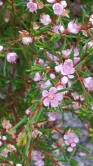 Hypocalymma strictum