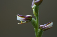 Prasophyllum amoenum