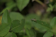 Anisoptera