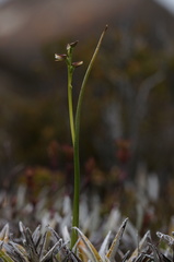 Prasophyllum amoenum