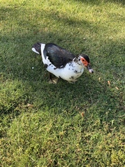 Cairina moschata domestica