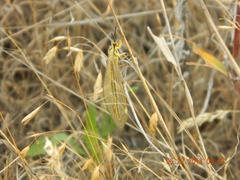 Myrmecaelurus trigrammus