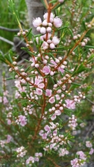 Hypocalymma strictum