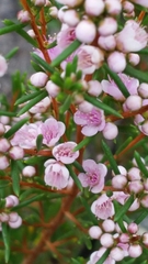 Hypocalymma strictum