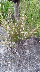 Hypocalymma strictum