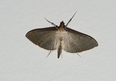 Bradina admixtalis