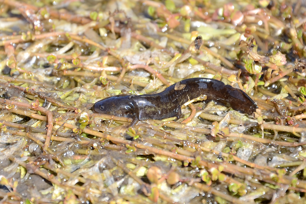 Zaimeng Lake Crocodile Newt