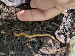 Dicellophilus limatus