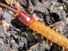 Dicellophilus limatus