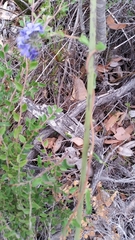 Billardiera variifolia