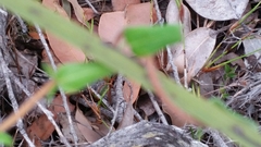 Billardiera variifolia