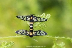 Amata sperbius