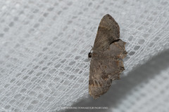 Dysaethria indignaria