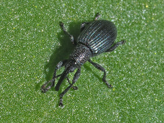 Ceratapion onopordi