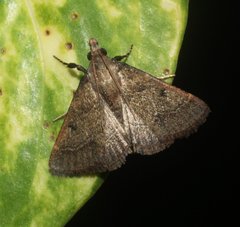 Hypsopygia chytriodes