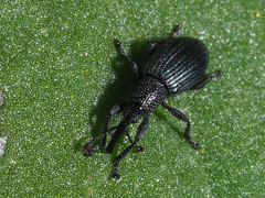 Ceratapion onopordi