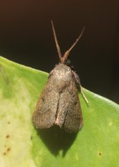 Hypsopygia chytriodes