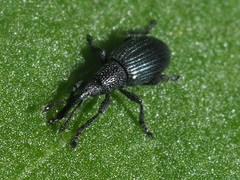 Ceratapion onopordi