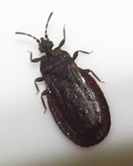 Paraneurus ruandae multifarius