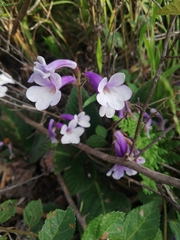 Streptocarpus meyeri