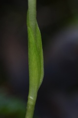 Pterostylis furcata