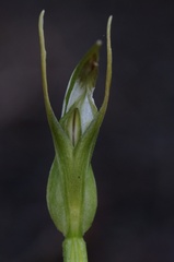 Pterostylis furcata