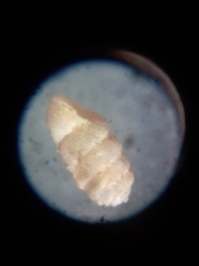 Truncatellina callicratis