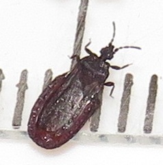 Paraneurus ruandae multifarius