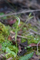 Pterostylis furcata
