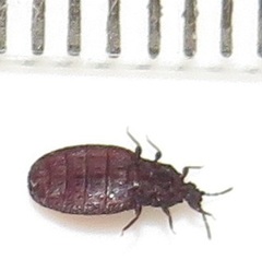 Paraneurus ruandae multifarius