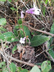 Streptocarpus meyeri