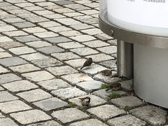Passer domesticus