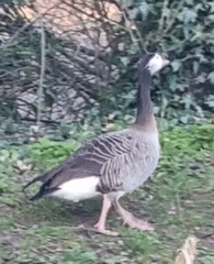 Anser anser × Branta canadensis