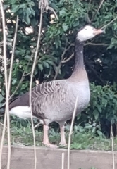 Anser anser × Branta canadensis