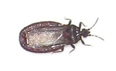 Paraneurus ruandae multifarius