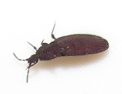 Paraneurus ruandae multifarius